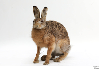 Hare  1 whole body 0011.jpg